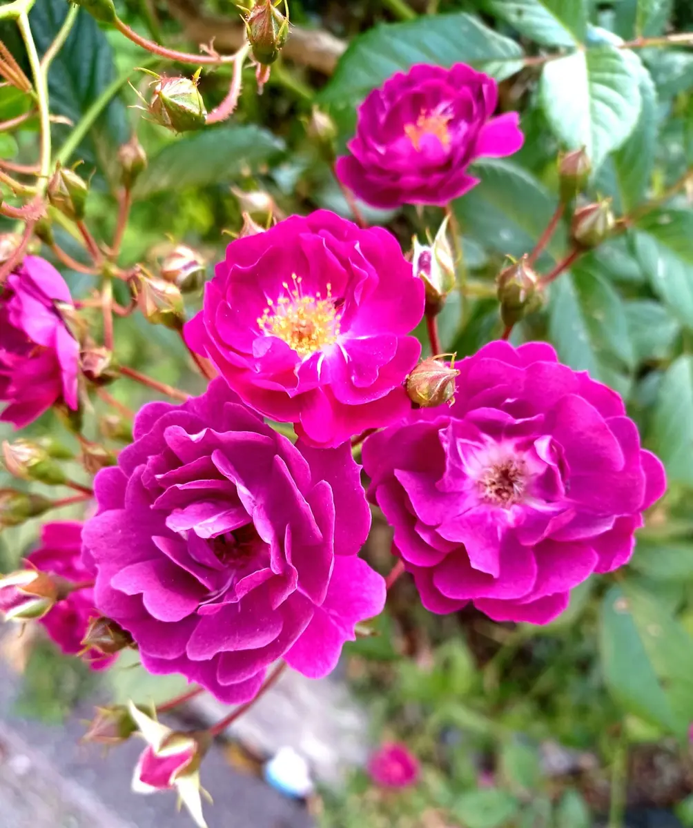 我が家では唯一の薔薇 サングリアナイトが咲いています。｜園芸日記by