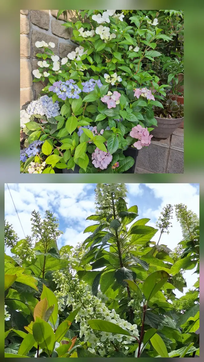 雨には紫陽花が、似合いますね～｜園芸日記byこてつママ｜みんなの趣味