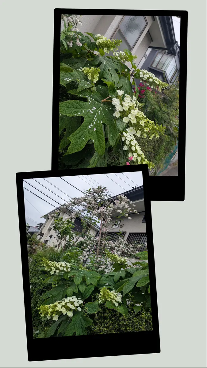 しばらく振りの雨です😙｜園芸日記by毎日お花｜みんなの趣味の園芸