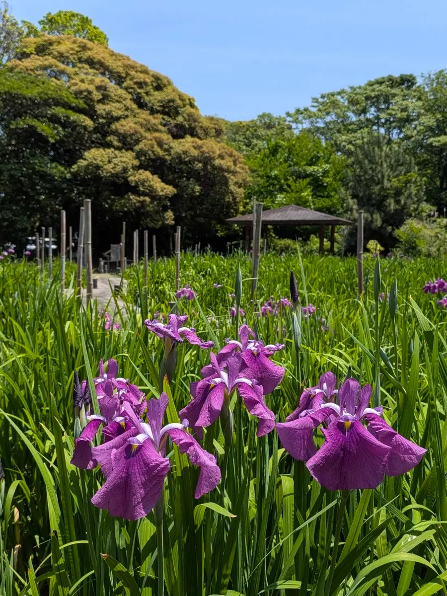 しばらく振りの雨です😙｜園芸日記by毎日お花｜みんなの趣味の園芸