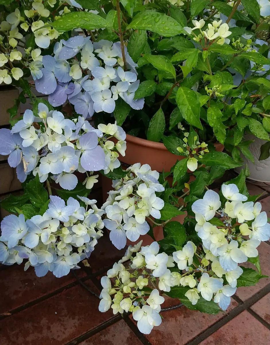 久しぶりのまとまった雨｜園芸日記by花花のんびり｜みんなの趣味の園芸