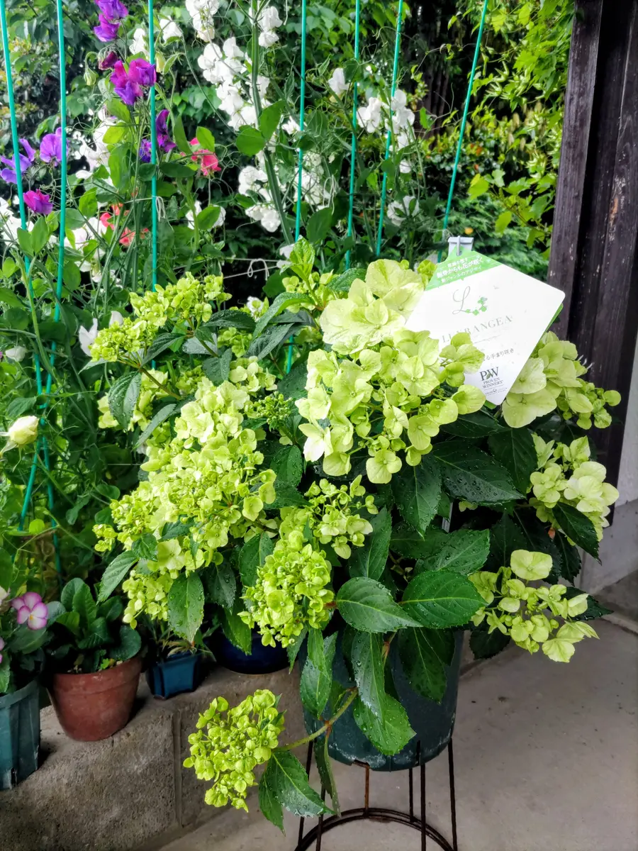 紫陽花様確認ページ 紫陽花✨✨｜園芸日記by虎吉｜みんなの趣味の園芸｜1458032