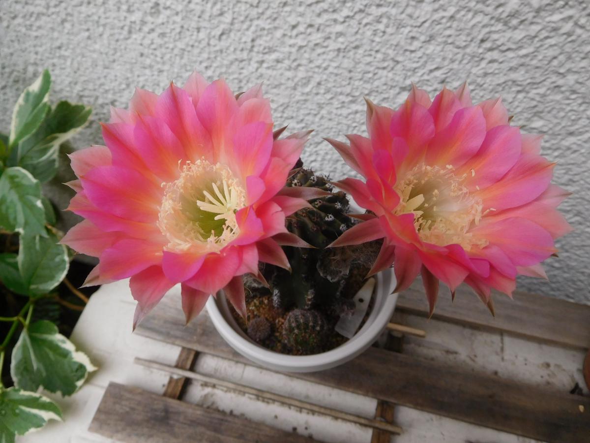 サボテンの花ヤマトニシキの花グリーノビアオーレア｜園芸日記byひょ