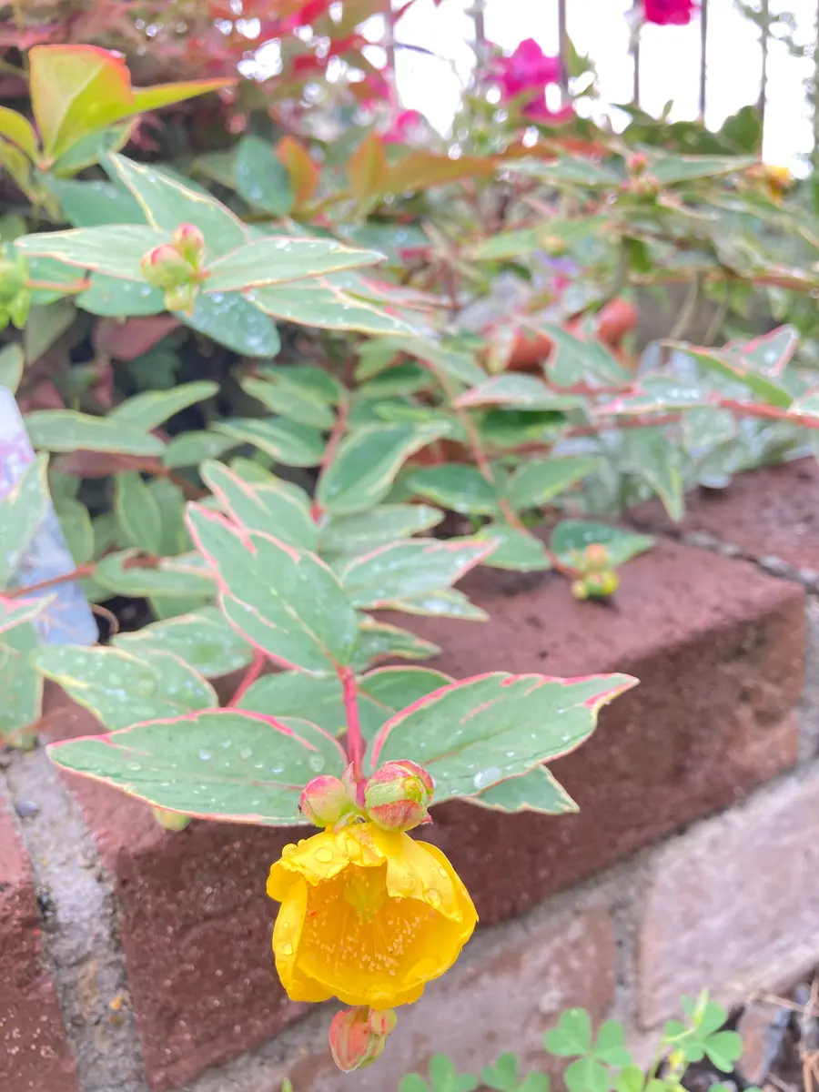 ヒペリカム｜園芸日記byつくねのつん｜みんなの趣味の園芸｜1458346