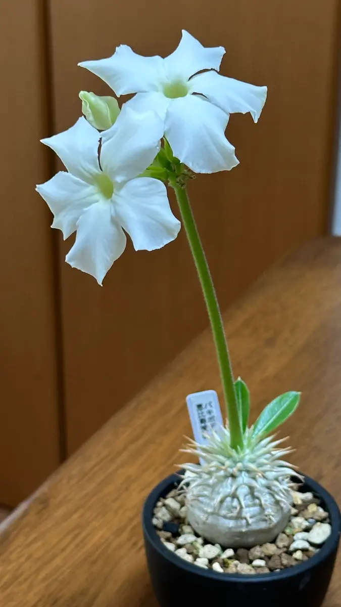 パキポディウム・恵比寿笑い｜園芸日記byks4989｜みんなの趣味の園芸