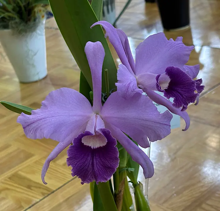 花散歩は関西らんフェスタin神戸！｜園芸日記by富山昌克（トミー