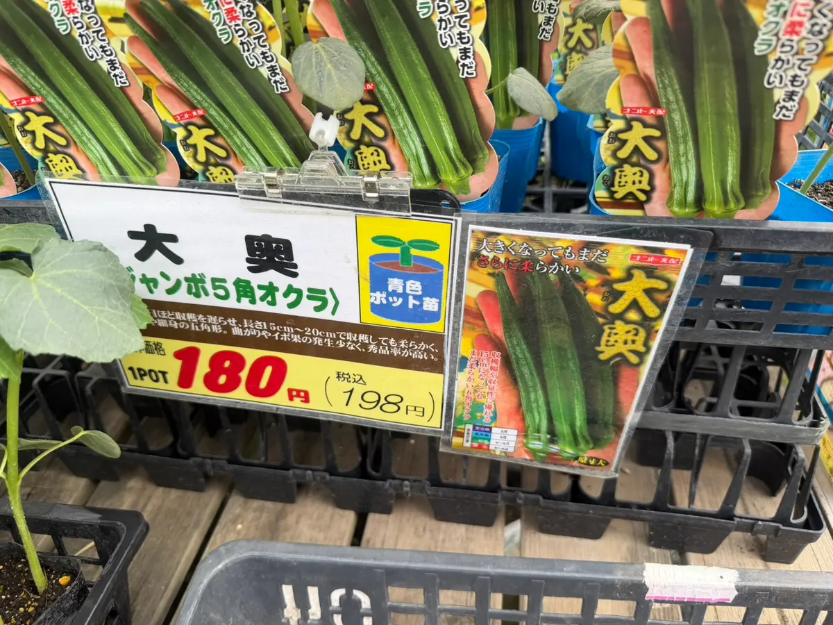 オクラ｜園芸日記byはたあきひろ｜みんなの趣味の園芸｜1458929