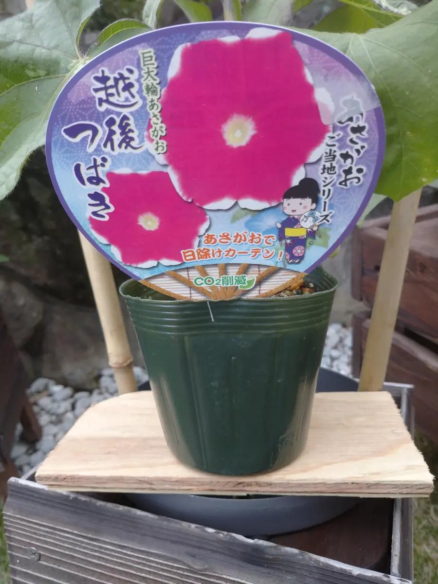 あさがお・ご当地シリーズ｜園芸日記bymtaka｜みんなの趣味の園芸｜1458998