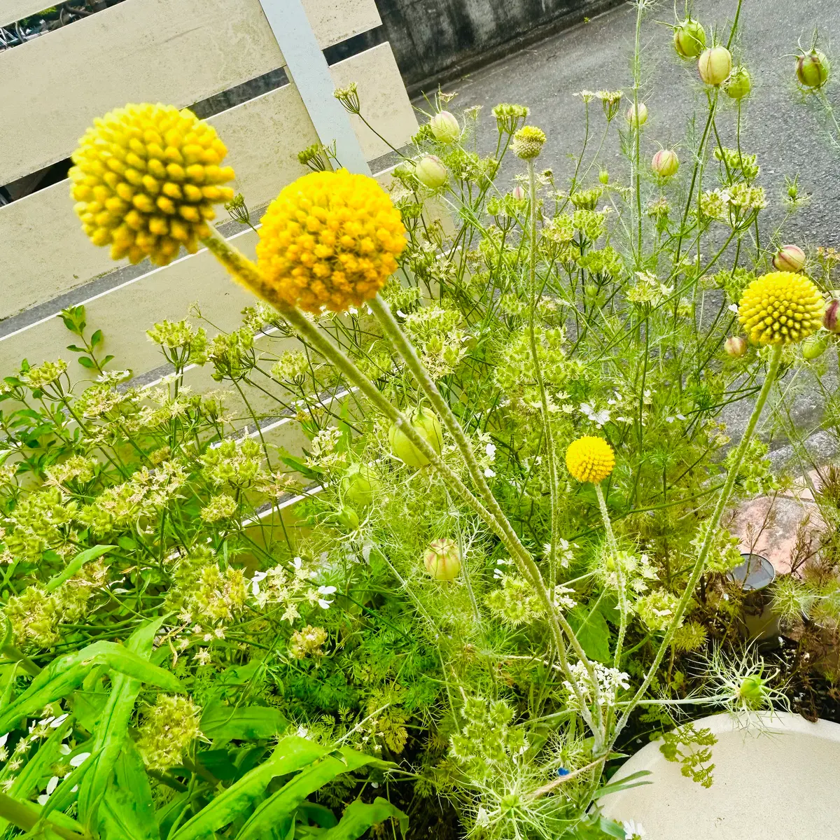 クラスペディアの日記一覧|masaさんさんの園芸日記-みんなの趣味の園芸