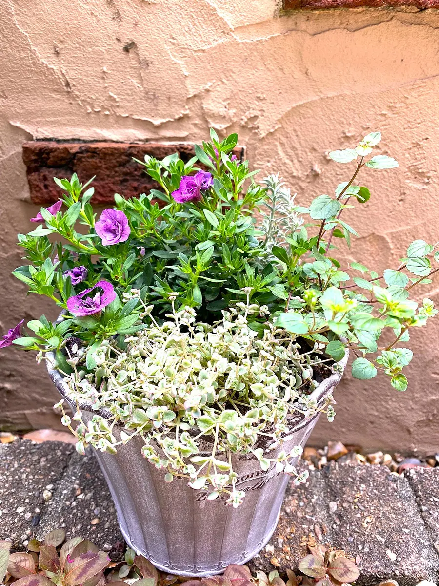 久しぶりの寄せ植え🪴｜園芸日記byあきっぴ～｜みんなの趣味の園芸