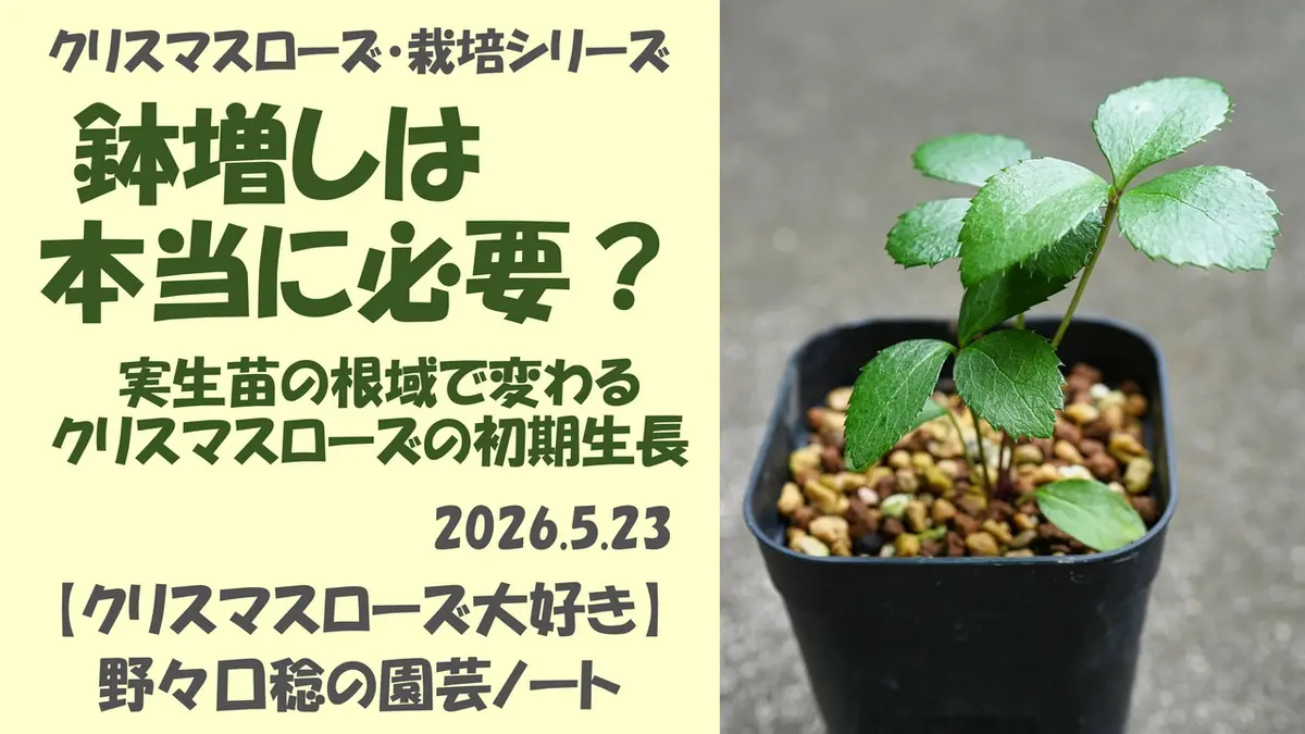 鉢増しは本当に必要？ 実生苗の根域で変わるクリスマスローズの初期