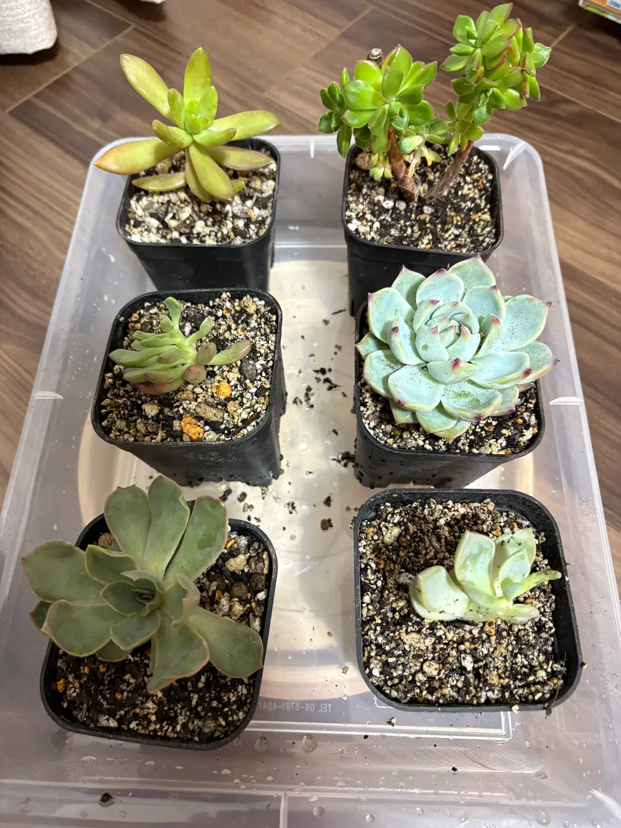 Top【選抜株】多肉植物　24934カカティス 20個　鉢無し/脱土 多肉寄せ鉢。半額。〔写真2枚目〕-河童の三平さんの日記｜みんなの趣味
