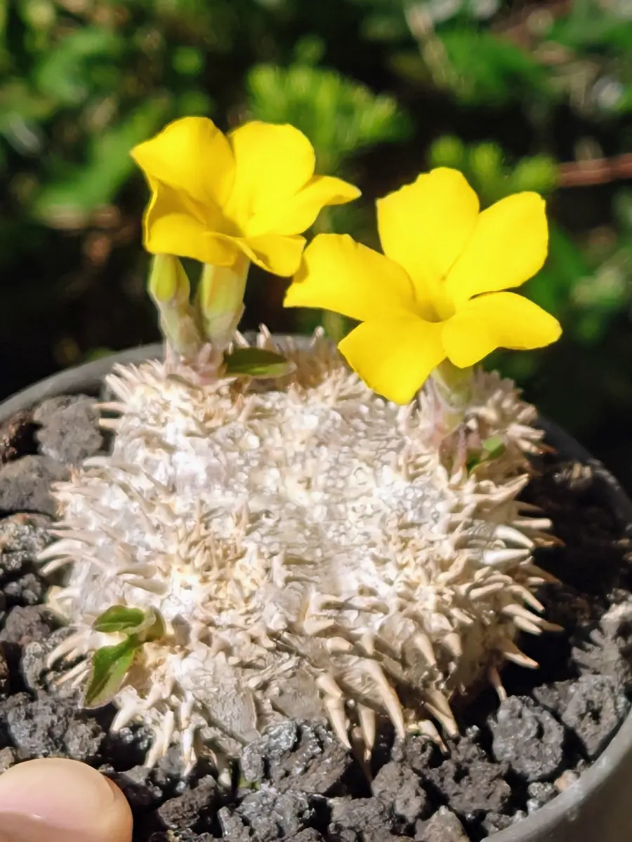 パキポディウム・恵比寿笑いさん、開花！！｜園芸日記byPlantskafka