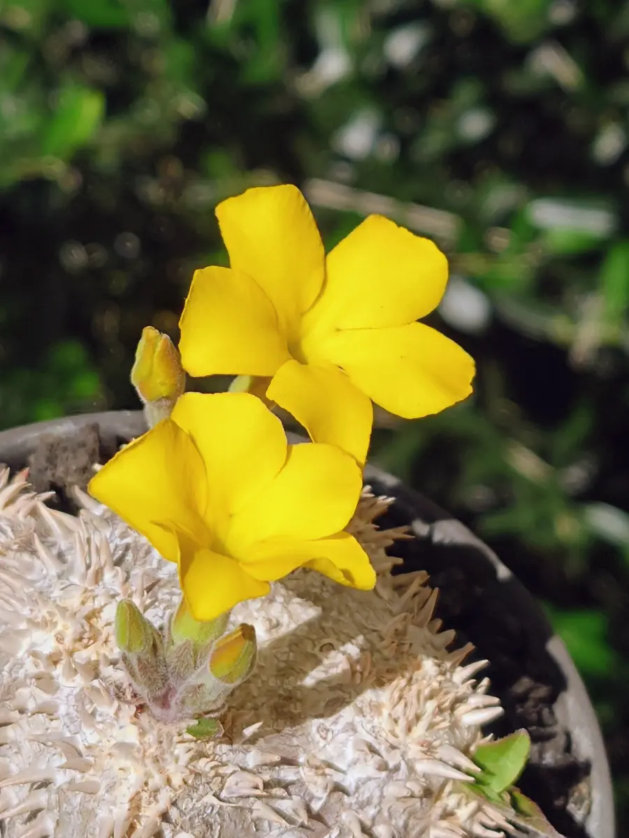 パキポディウム・恵比寿笑いさん、開花！！｜園芸日記byPlantskafka