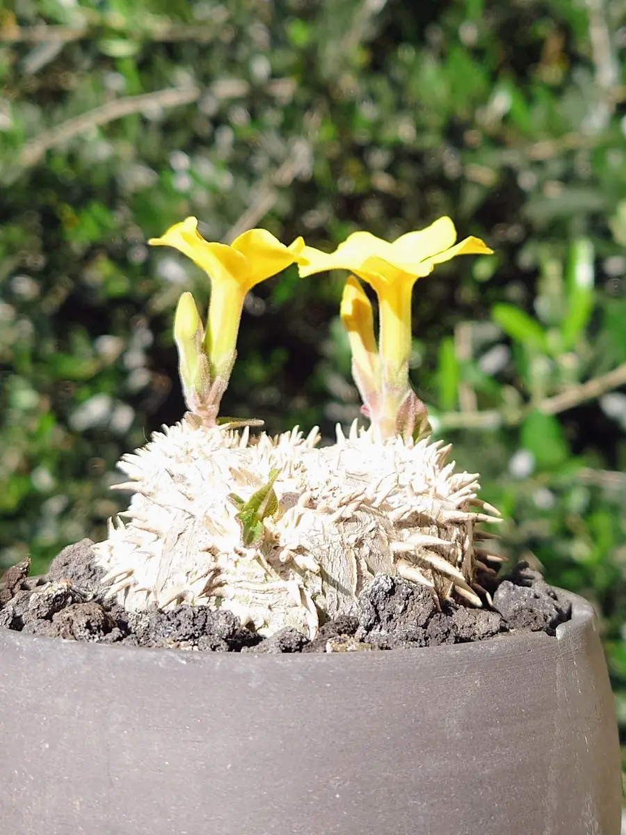 パキポディウム・恵比寿笑いさん、開花！！｜園芸日記byPlantskafka