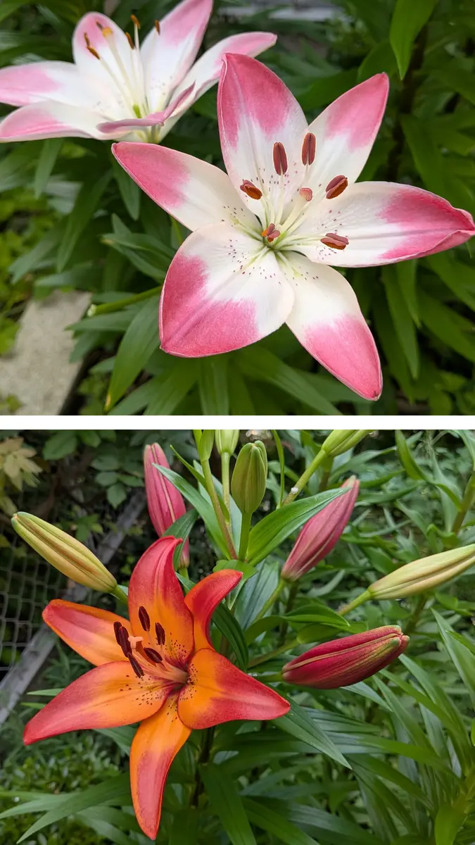 第二弾『ロイヤルサンセット』スカシユリ開花☺️〔写真1枚目 