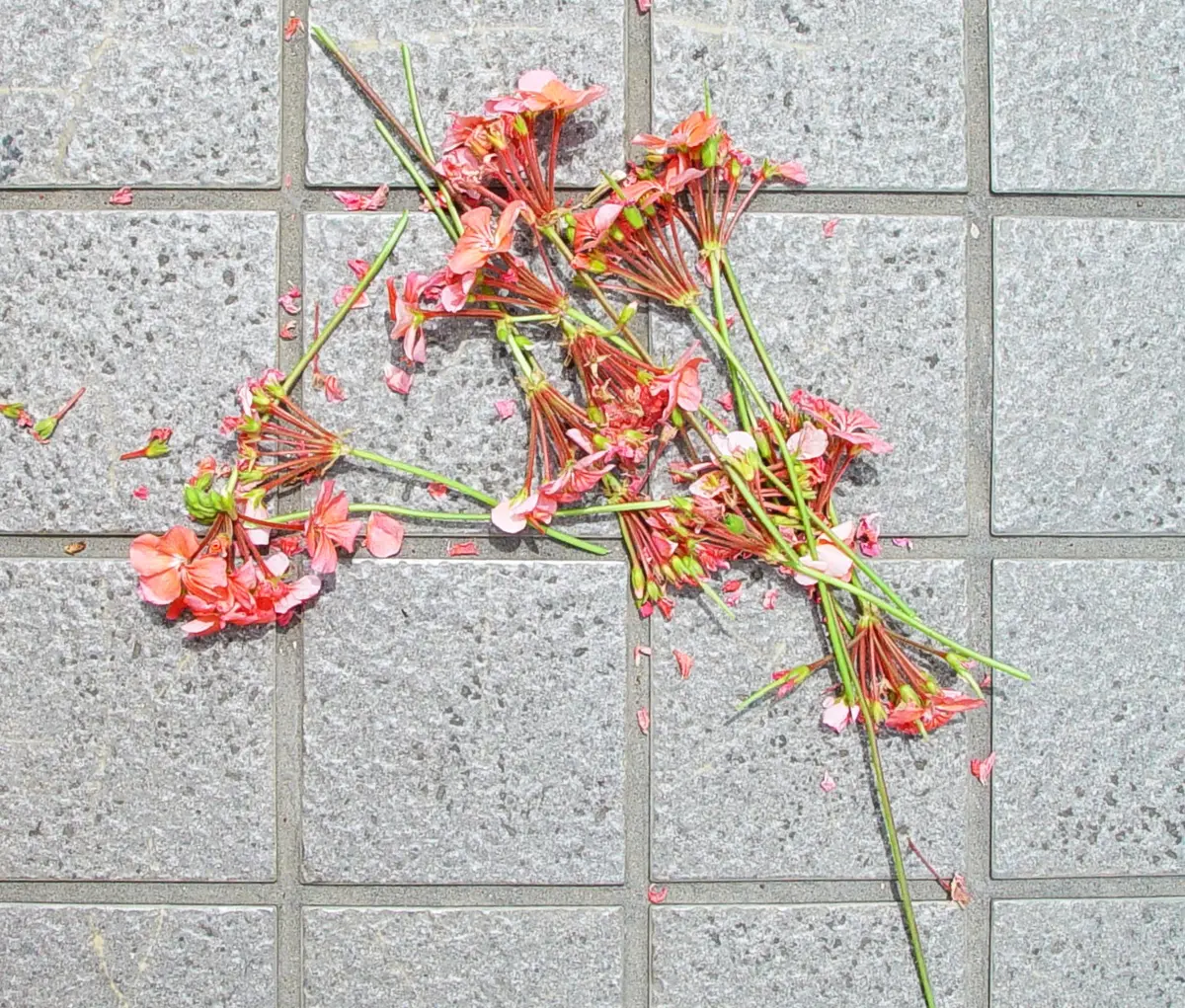 ゼラニウム？（13）｜園芸日記by団塊おやじ｜みんなの趣味の園芸