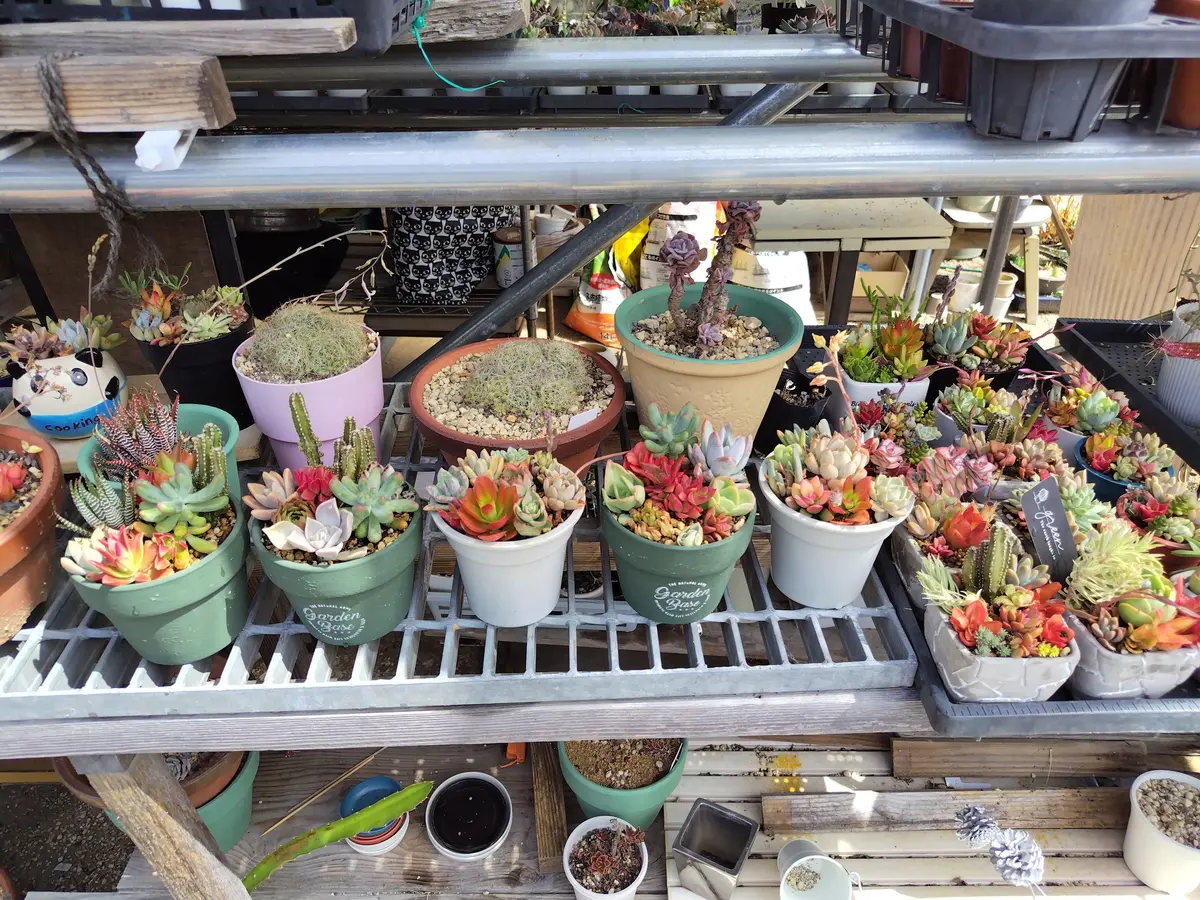 多肉の寄せ植え〔写真1枚目〕-すてきなおじいちゃんさんの日記