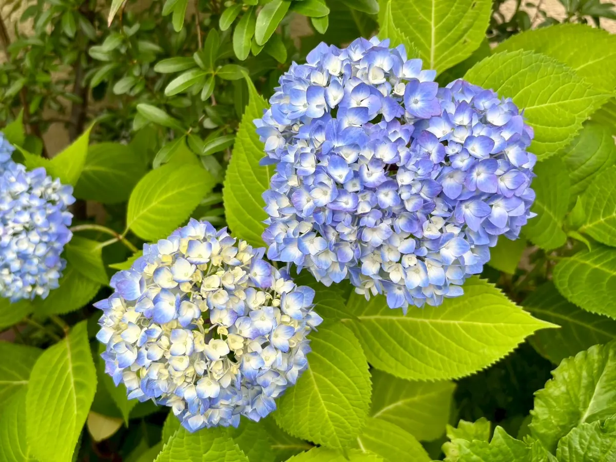 紫陽花が咲き始めました♪｜園芸日記byopalaqua｜みんなの趣味の園芸