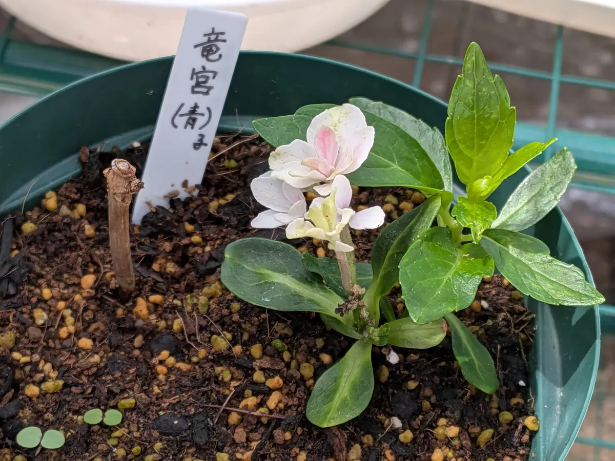 紫陽花の挿し木の状態を確認する｜園芸日記byきびひと｜みんなの趣味の