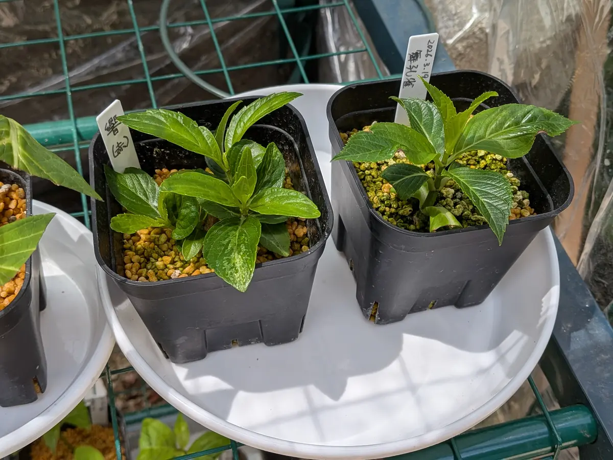 紫陽花の挿し木の状態を確認する｜園芸日記byきびひと｜みんなの趣味の