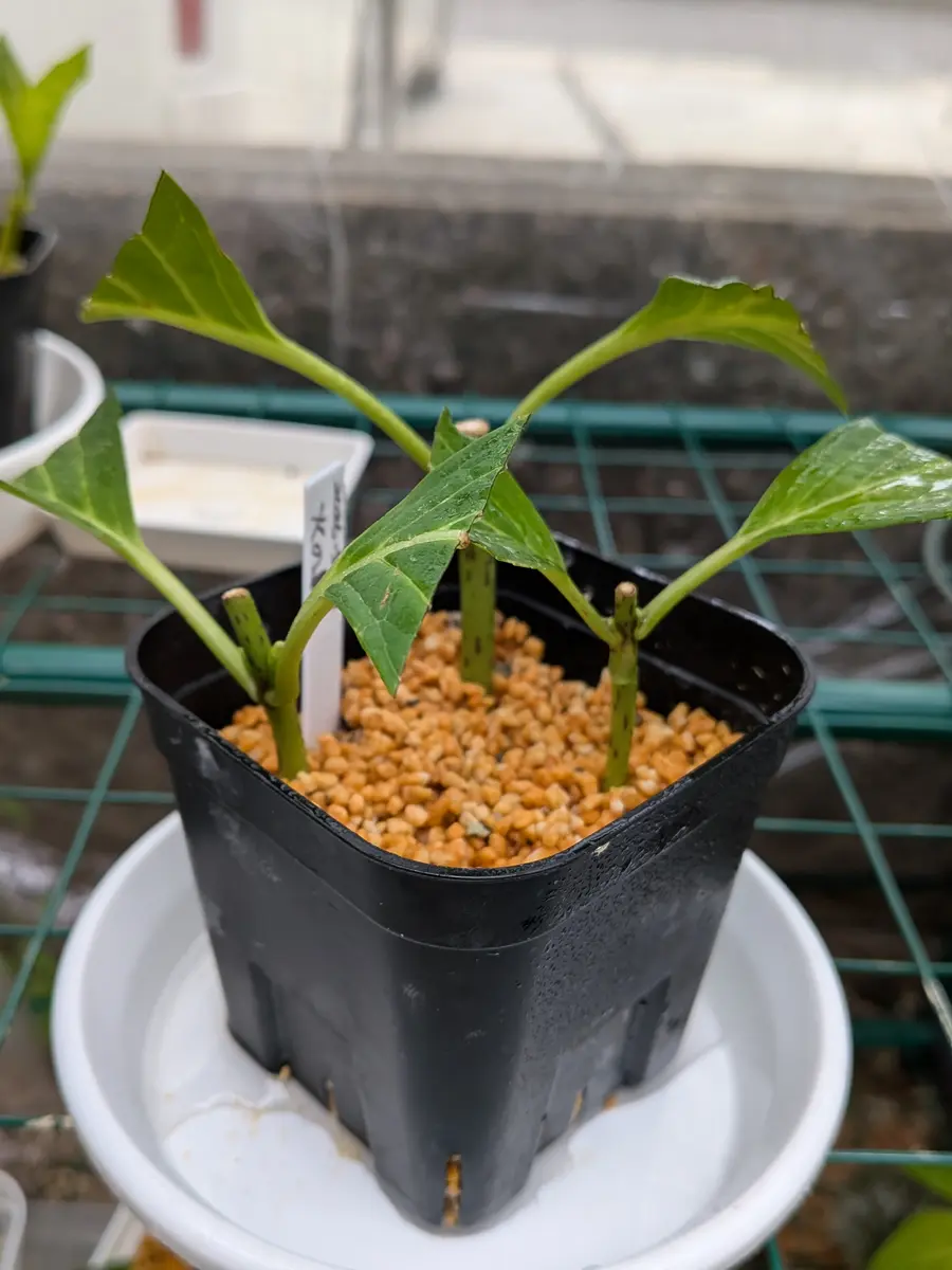 紫陽花の挿し木の状態を確認する｜園芸日記byきびひと｜みんなの趣味の