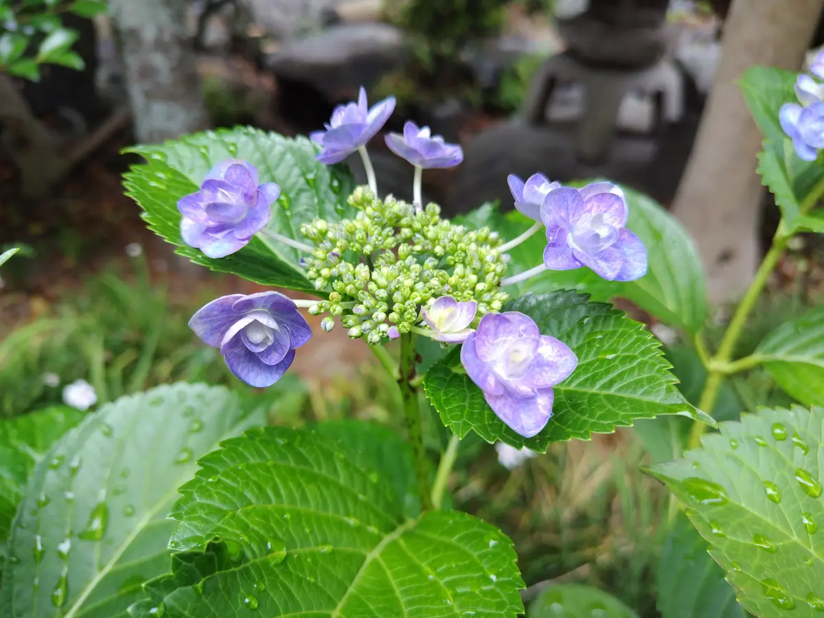 あじさい｜園芸日記byすてきなおじいちゃん｜みんなの趣味の園芸｜1460500
