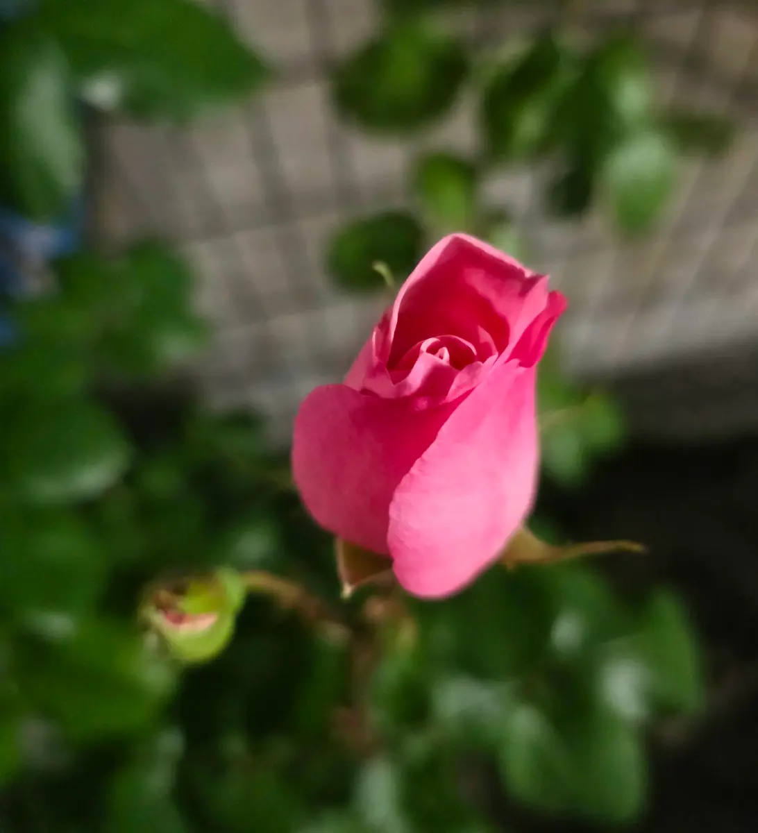 薔薇にはため息♪︎｜園芸日記byneneキッチン｜みんなの趣味の園芸