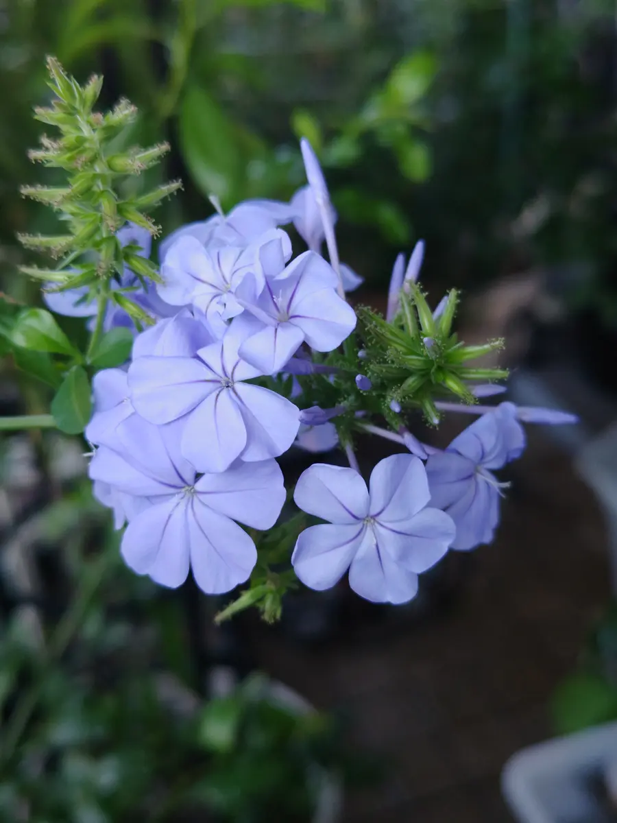 ルリマツリ　ブルペンバコ プルンバゴ（ルリマツリ）｜園芸日記byりつこ5｜みんなの趣味の園芸