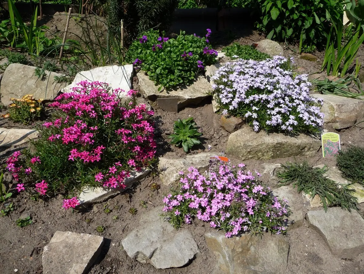 ロックガーデンの芝桜｜園芸日記by小春｜みんなの趣味の園芸｜146069