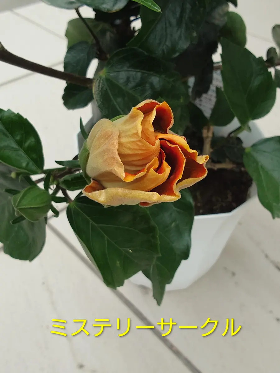 ミステリーサークル(ハイビスカス)🌺｜園芸日記byNash｜みんなの趣味の