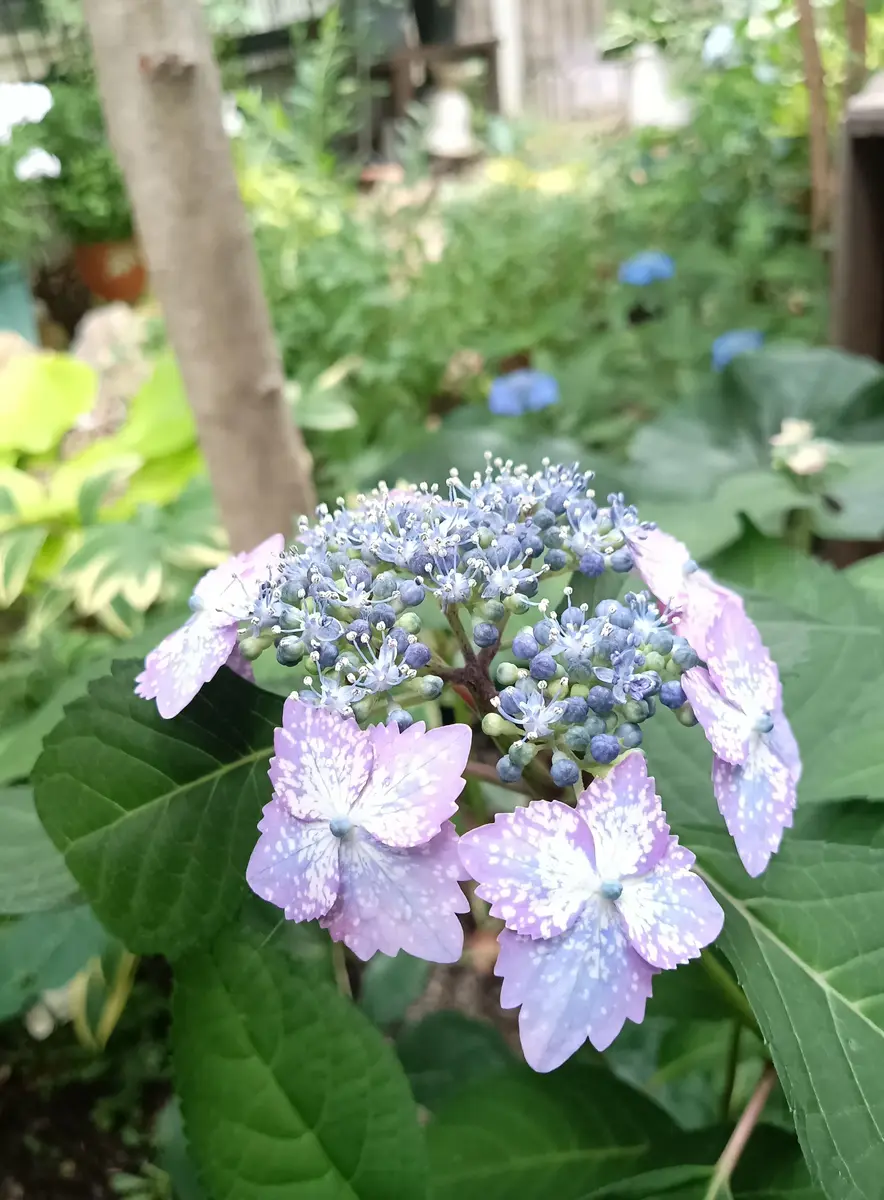 三河千鳥🩵他｜園芸日記byちゃんえみ｜みんなの趣味の園芸｜1460834
