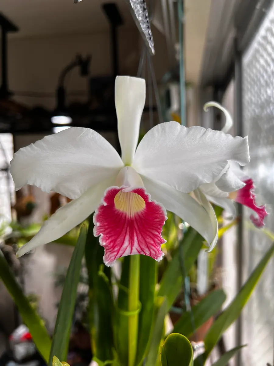 C.purpuratavar.carnea｜園芸日記byゆっけ64｜みんなの趣味の園芸｜1461113