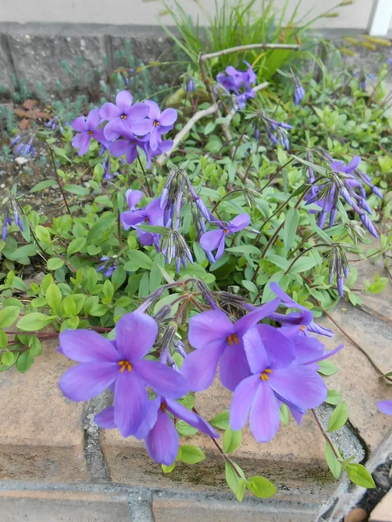 ツルハナシノブ と ダッチアイリス｜園芸日記byまみりん｜みんなの趣味