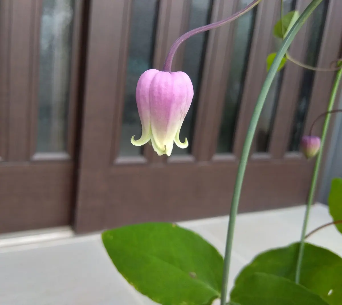 初花｜園芸日記byりぼん☆｜みんなの趣味の園芸｜1461355
