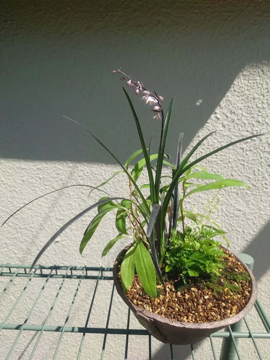 ケヤキ　　（寄せ植え)　撮影日2023,10,26日（15～20枚目) 寄せ植え その2｜園芸日記byすたすた｜みんなの趣味の園芸｜1461729