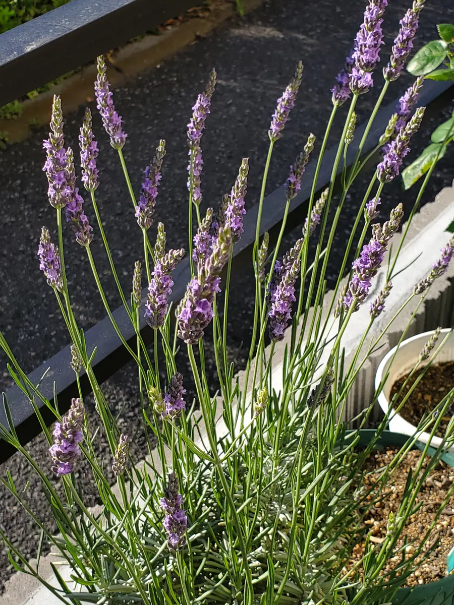 ラベンダー、グロッソ💠ペチュニア、ラブリーアイ🌸｜園芸日記byけい