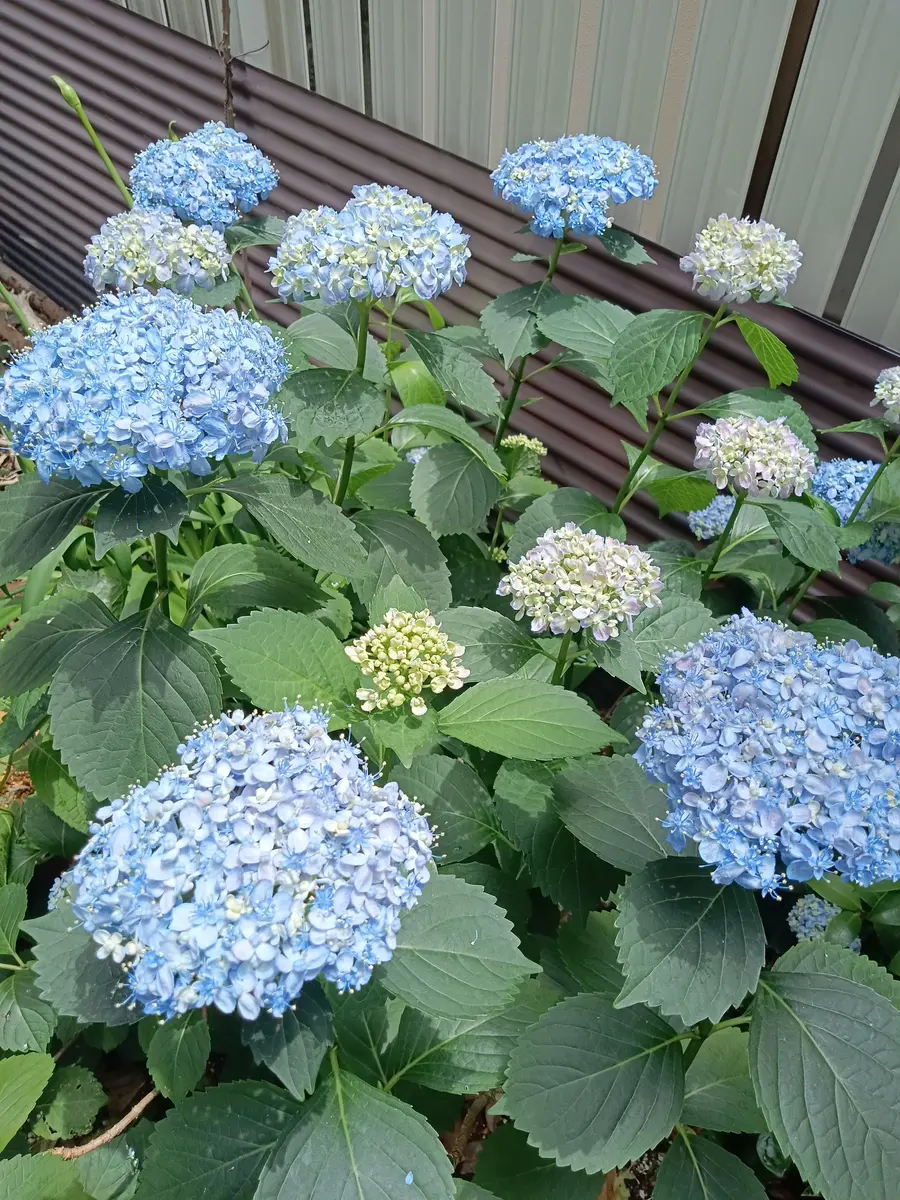 三河千鳥と残した紫陽花｜園芸日記byちゃんえみ｜みんなの趣味の園芸