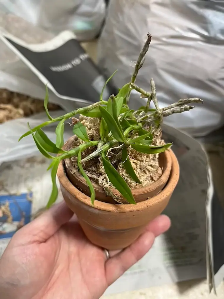 デンドロビウムの植え替え ロディゲシー編｜園芸日記by水色の木