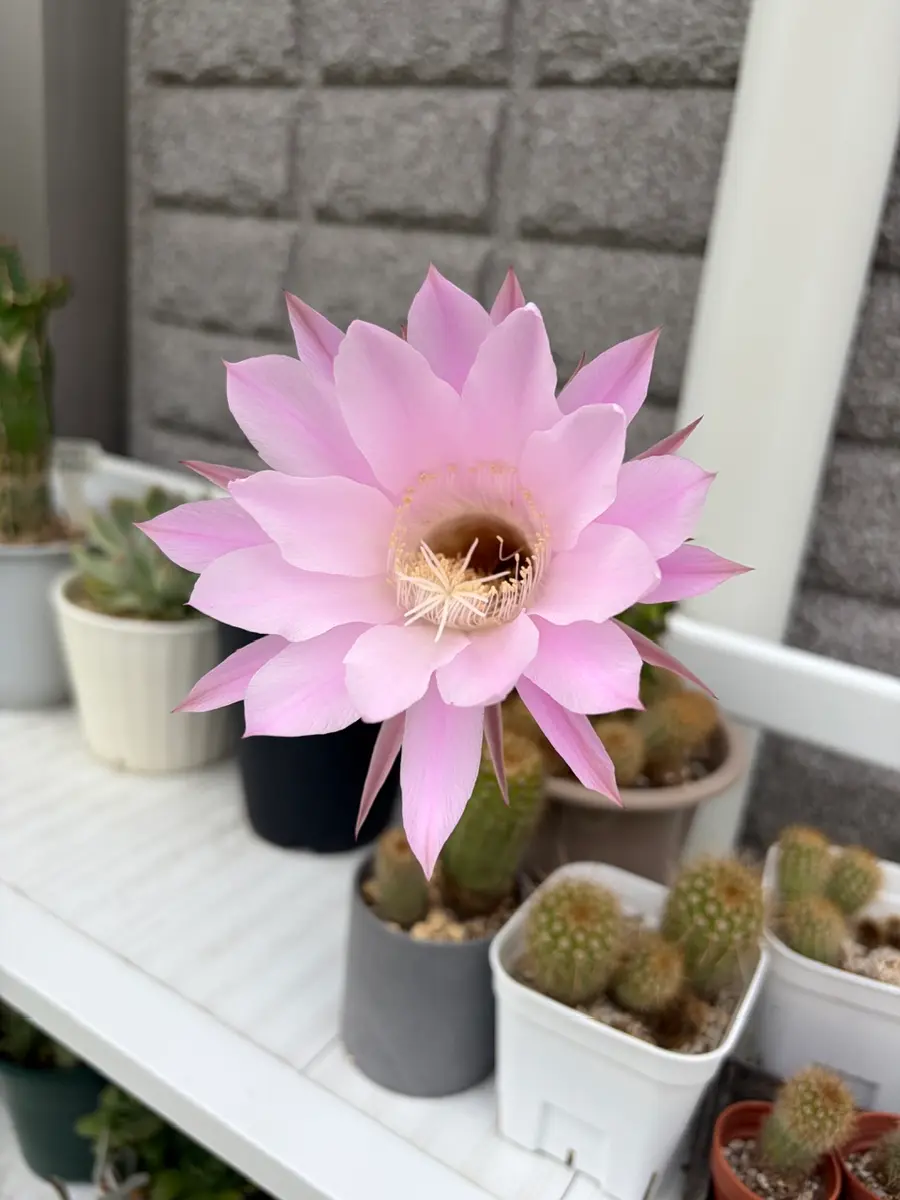 サボテンの花🌵｜園芸日記bymisomama｜みんなの趣味の園芸｜1462138
