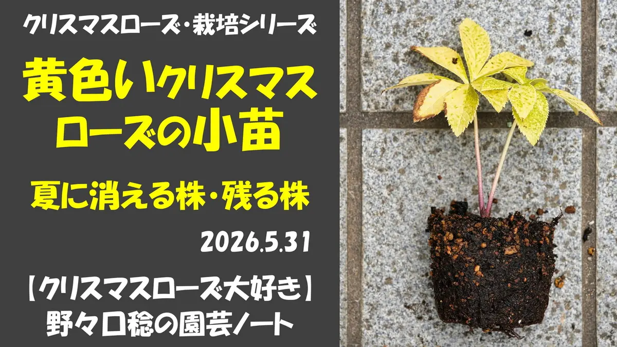 黄色いクリスマスローズ小苗夏に消える株・残る株｜園芸日記by野々口稔 