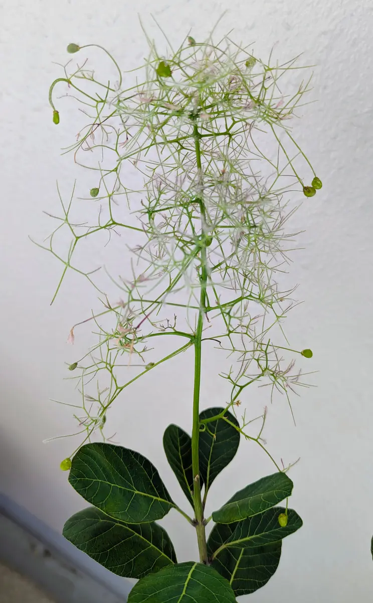 スモークツリーの謎｜園芸日記byゴマカピ｜みんなの趣味の園芸｜1462512