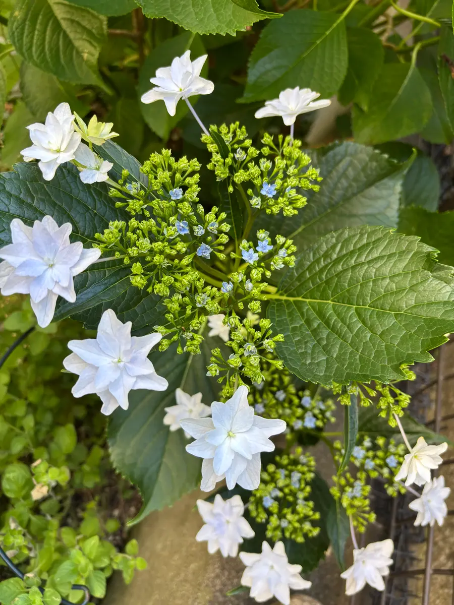 紫陽花「隅田の花火」｜園芸日記by椿冷奴｜みんなの趣味の園芸｜1462586