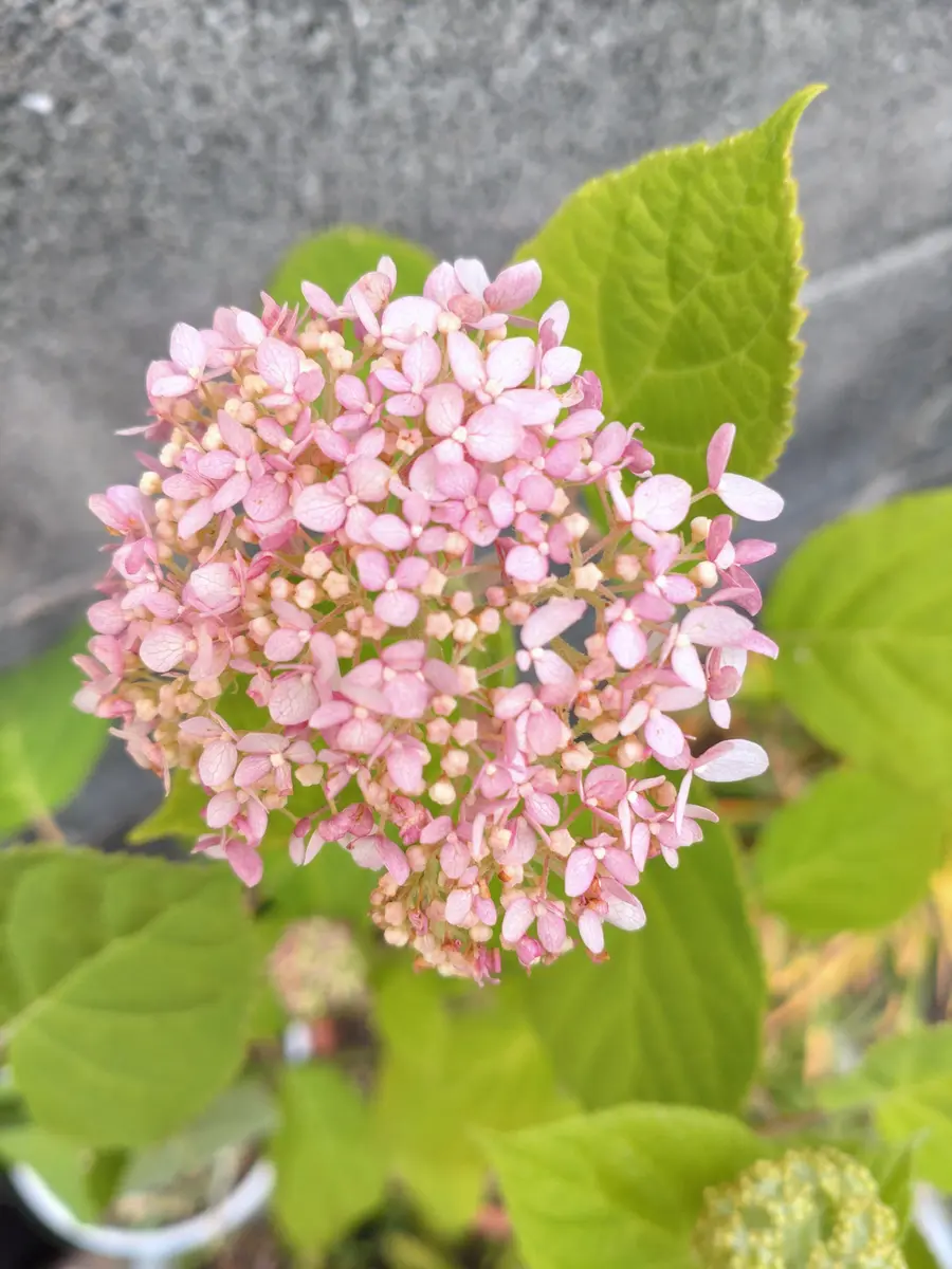 ピンクのアナベルと紫陽花たち｜園芸日記byこうmama｜みんなの趣味の