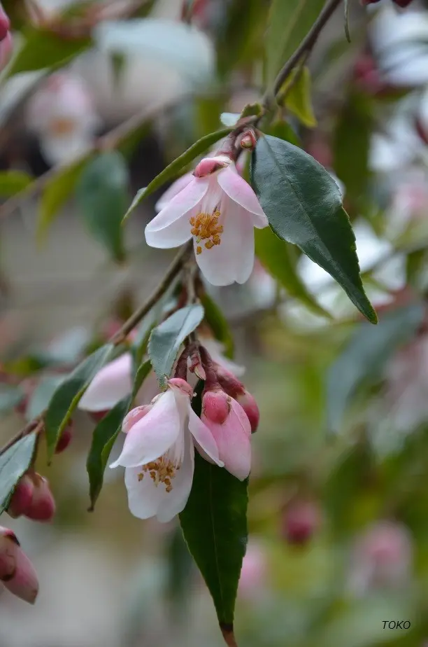 4月の庭から…カメリア・エリナカスケード｜園芸日記byTOKO｜みんなの