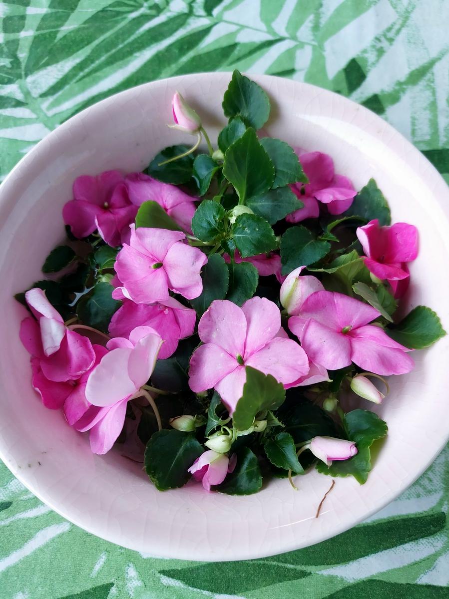 インパチェンス植え付け🩷｜園芸日記byIrisGarden｜みんなの趣味の園芸