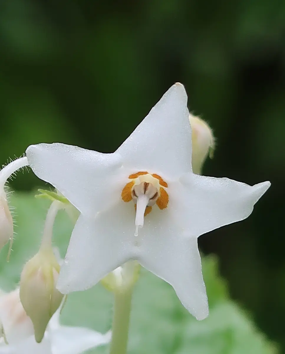 軽石の鉢に植えたイワタバコ｜園芸日記bykusaokina｜みんなの趣味の