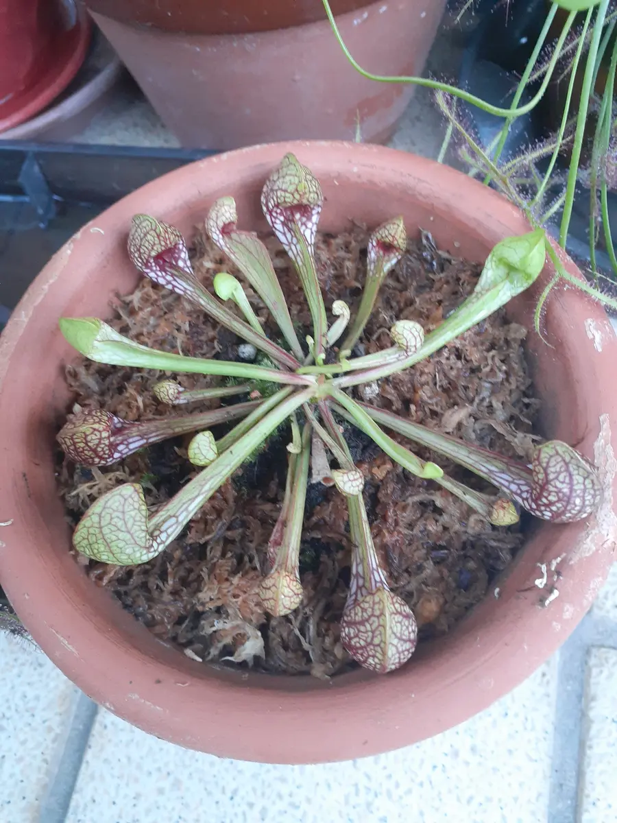 食虫植物 サラセニア｜園芸日記by丙午｜みんなの趣味の園芸｜1462876