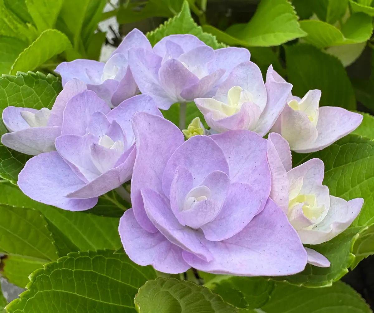 アジサイ フルーリン｜園芸日記byケヤキりんどう｜みんなの趣味の園芸