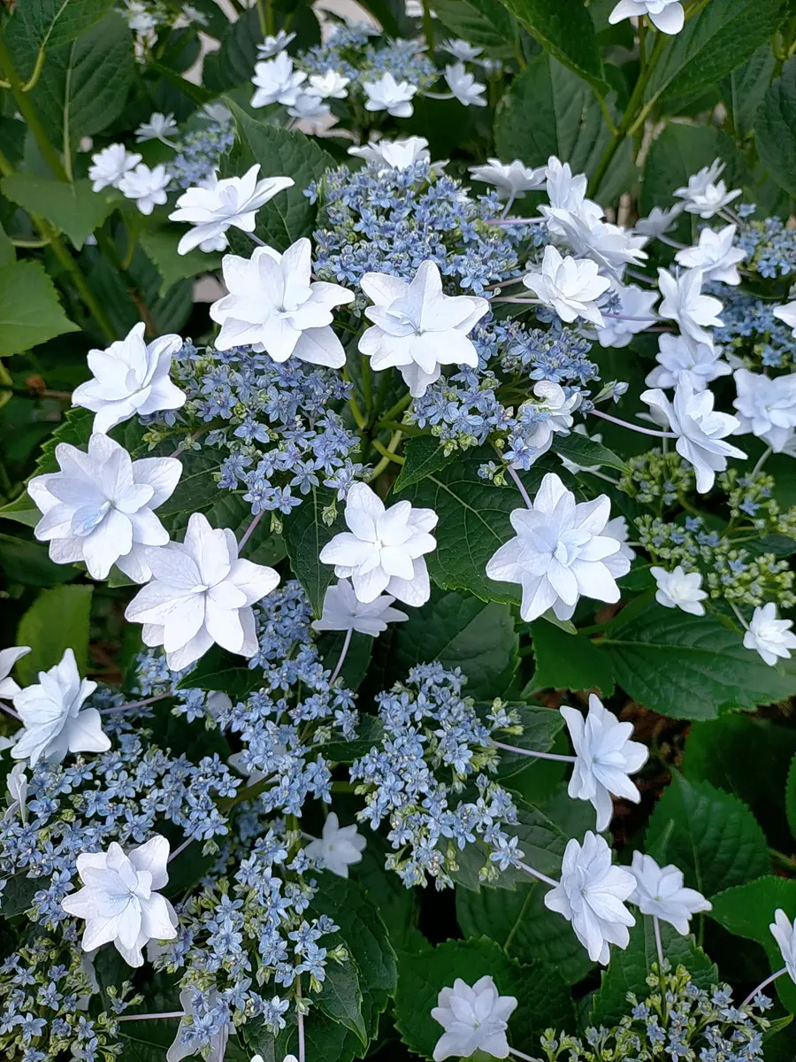 6月の紫陽花｜園芸日記byれの｜みんなの趣味の園芸｜1463139